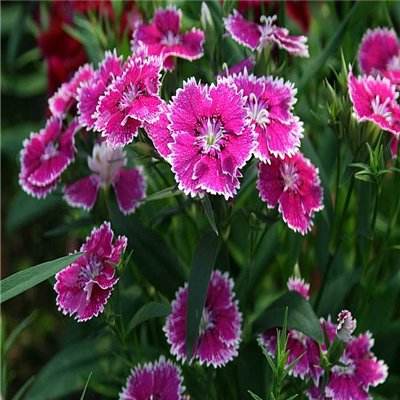 乐鱼·体育中国官方入口