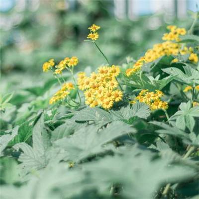 NG体育手机app下载